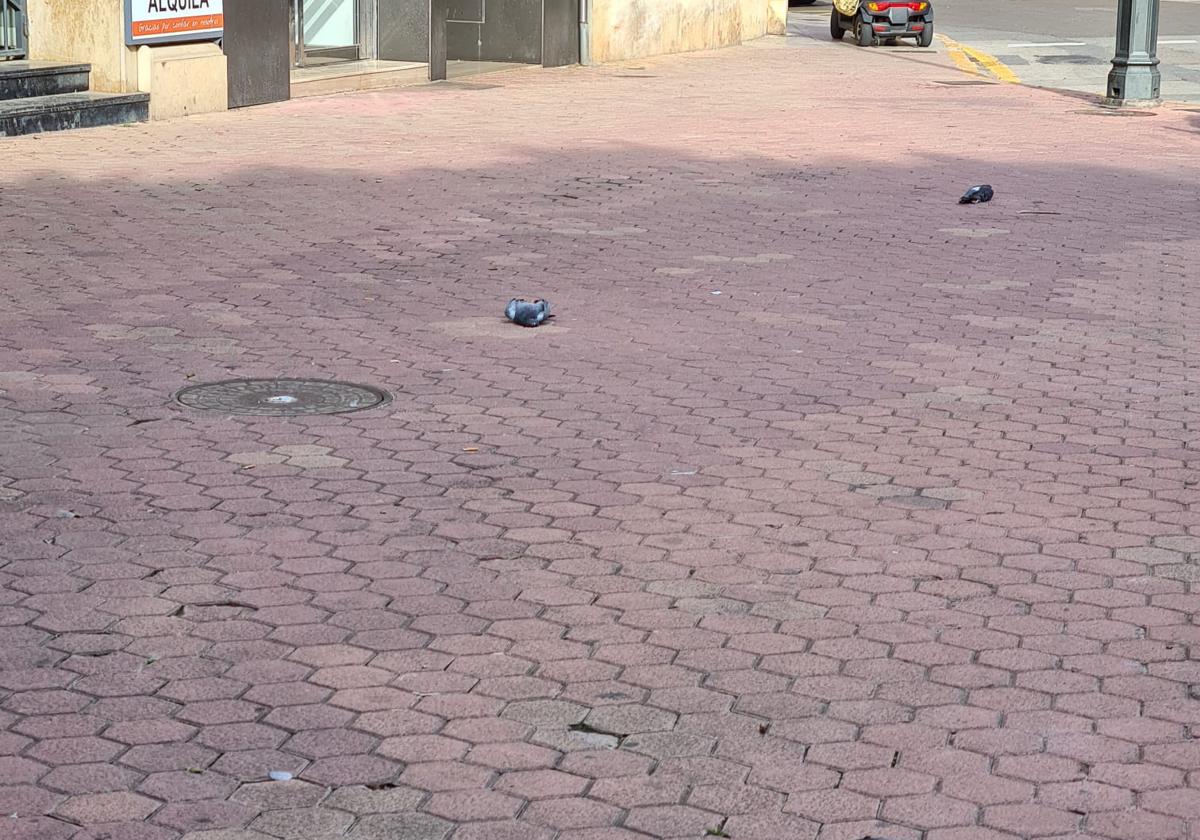 Alzira investiga la aparición de una decena de palomas muertas en la